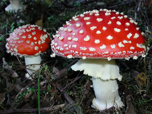 amanita.jpg