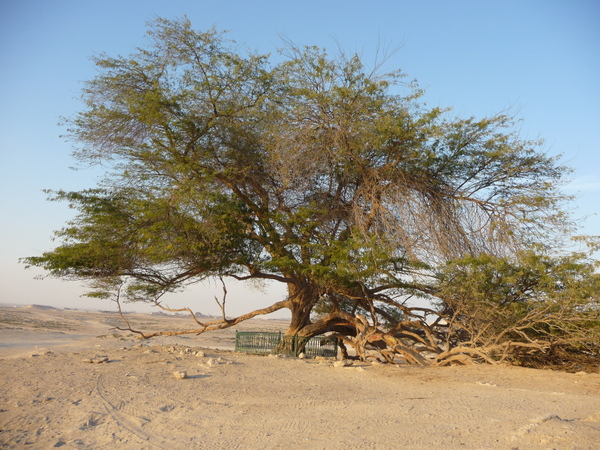 bahrain_tree_of_life.jpg