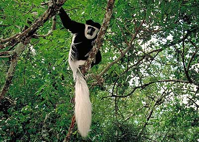 gp_colobus.png