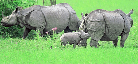 kaziranga2.png