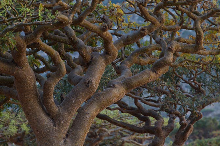 soc_frankincense_tree.png