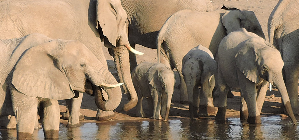 namibia_elephants.png