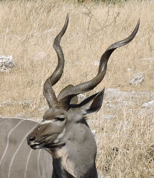 namibia_kudu.png