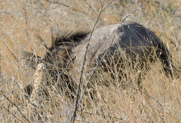 namibia_leopard_takedown.png