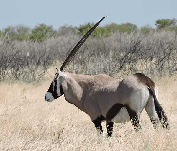 namibia_oryx.png